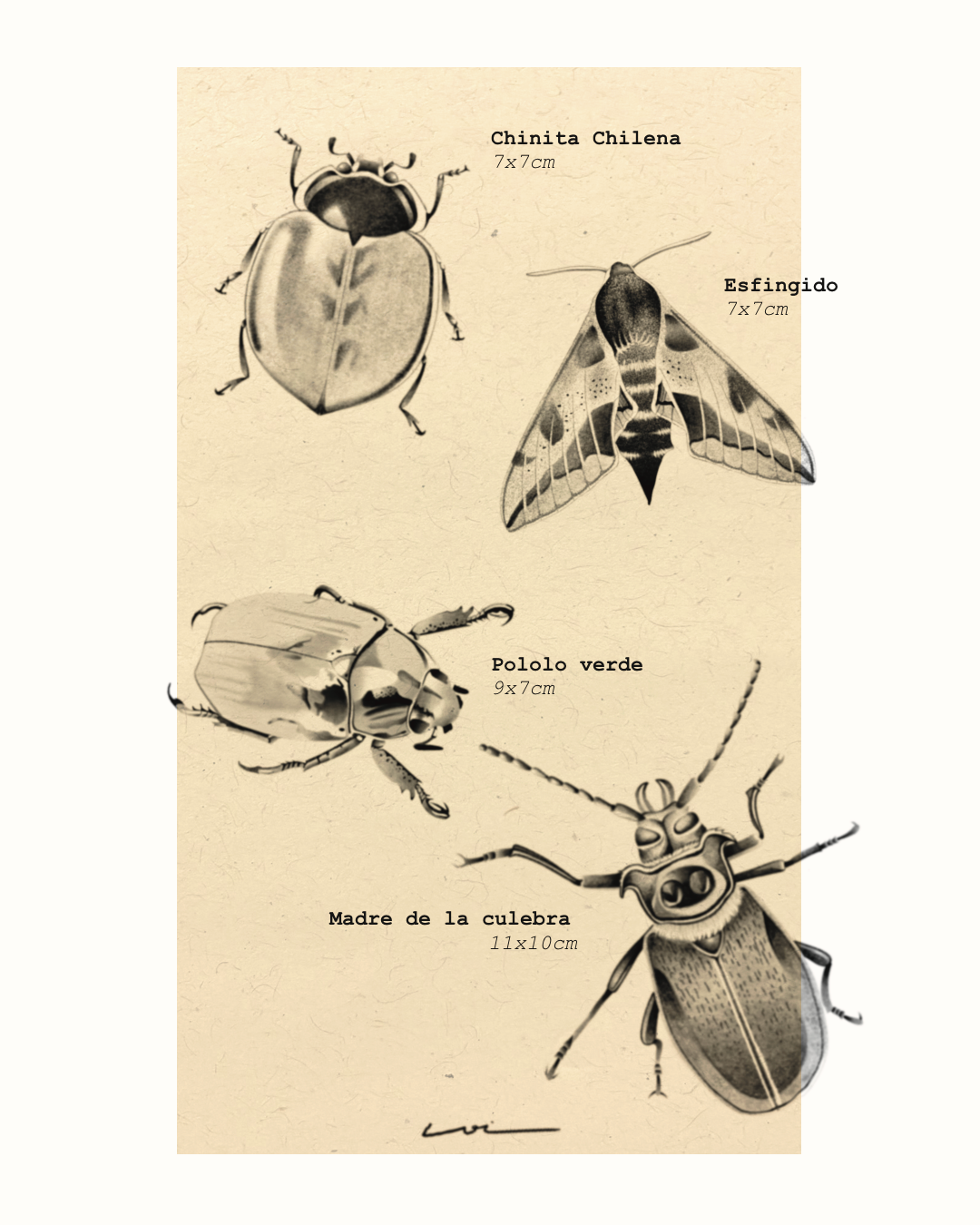 Insectos endémicos - Imagen 1