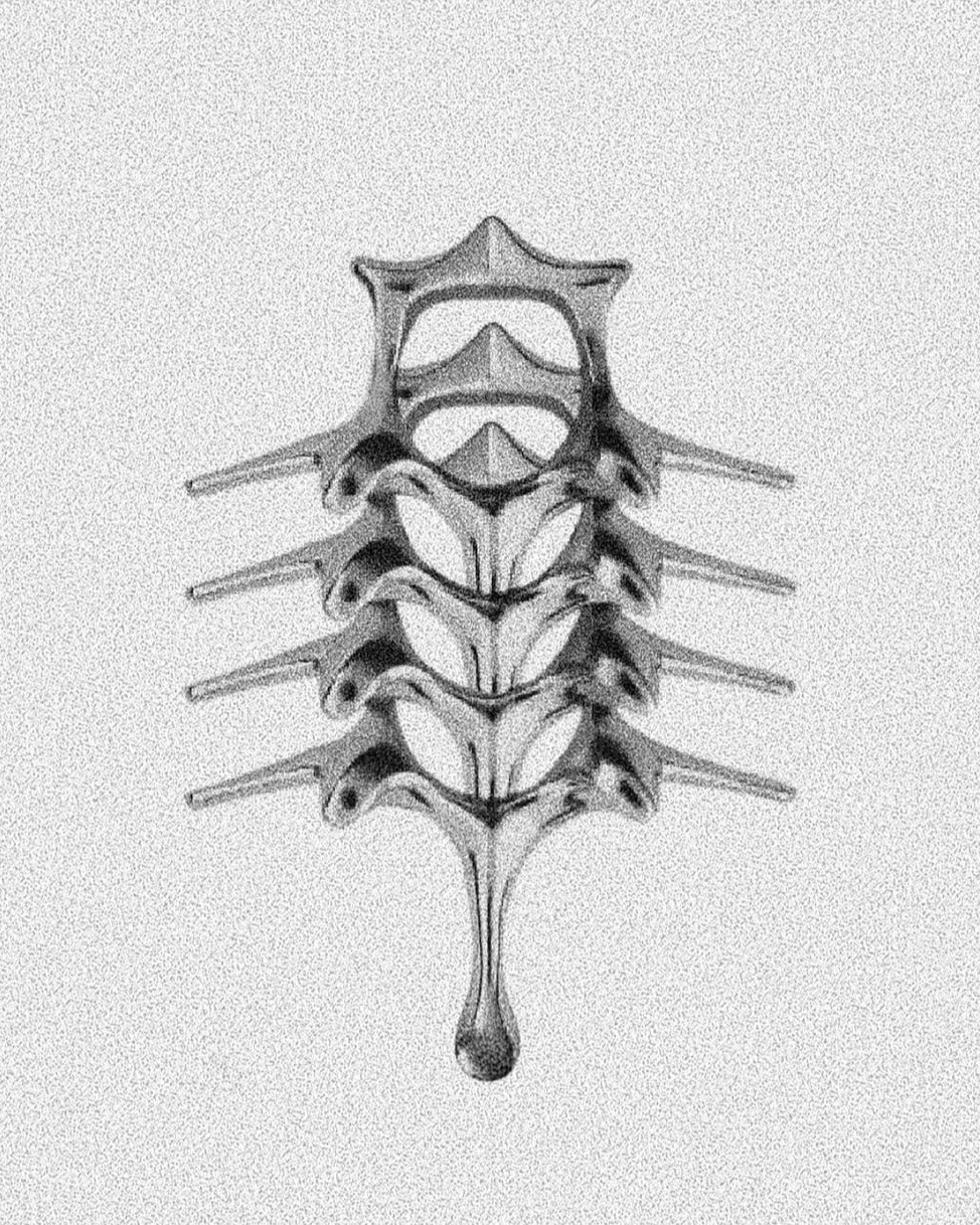 Biomecánico Vertebral II