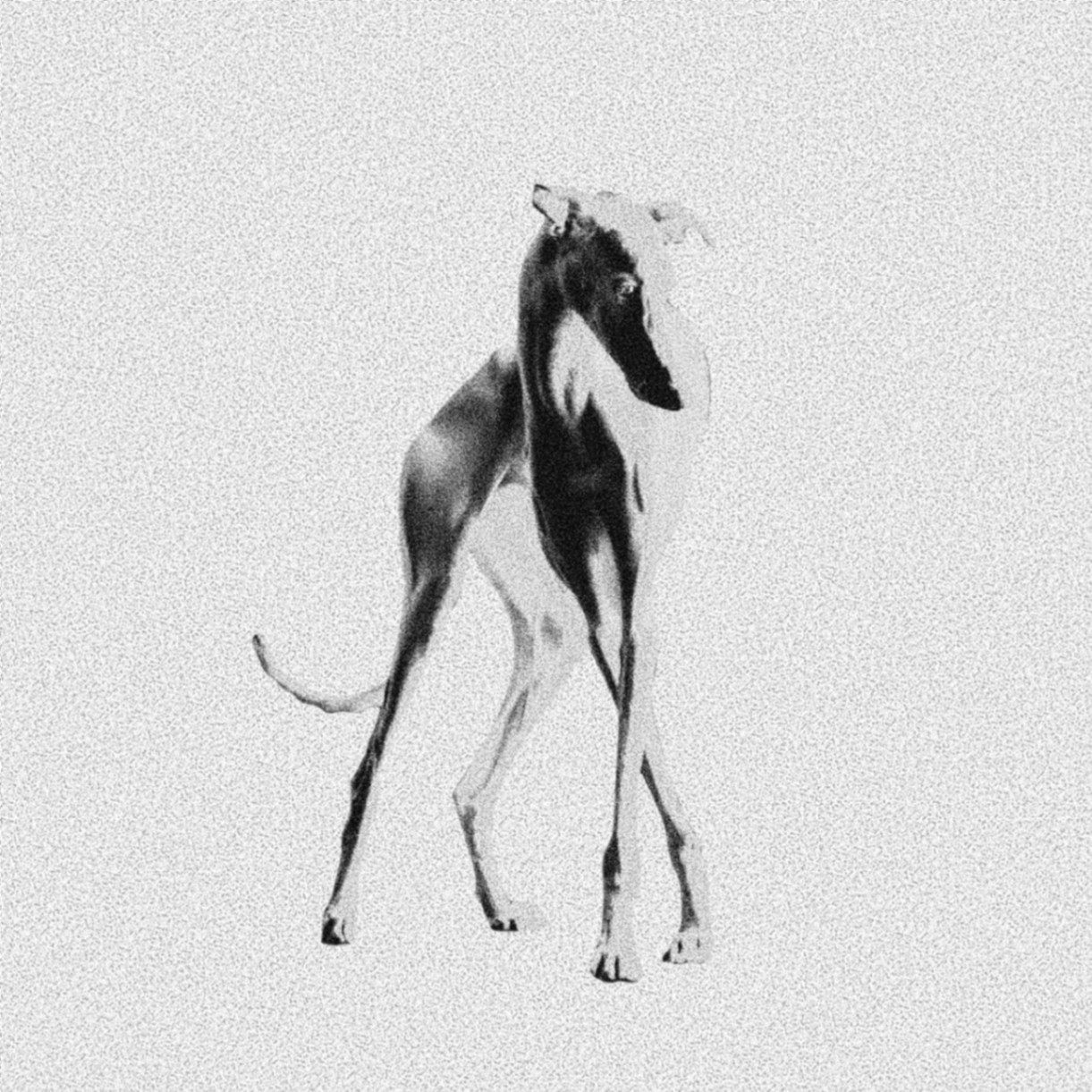Galgo II