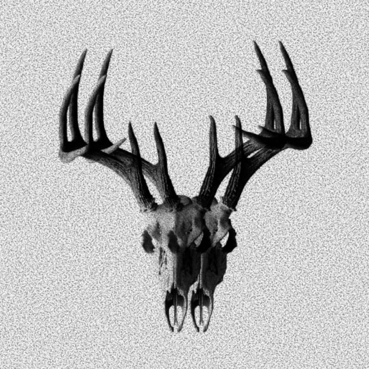 Serie desfase: Animal I