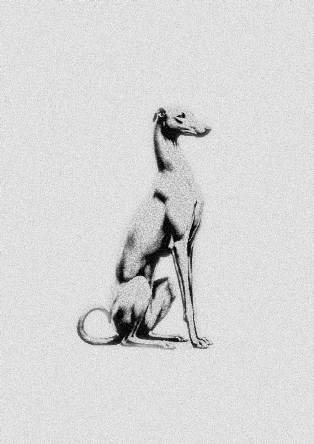 Galgo - Imagen 1