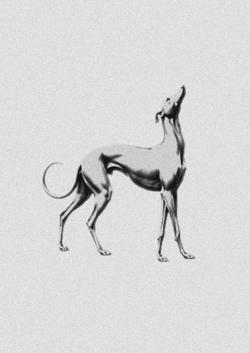 Galgo - Imagen 1