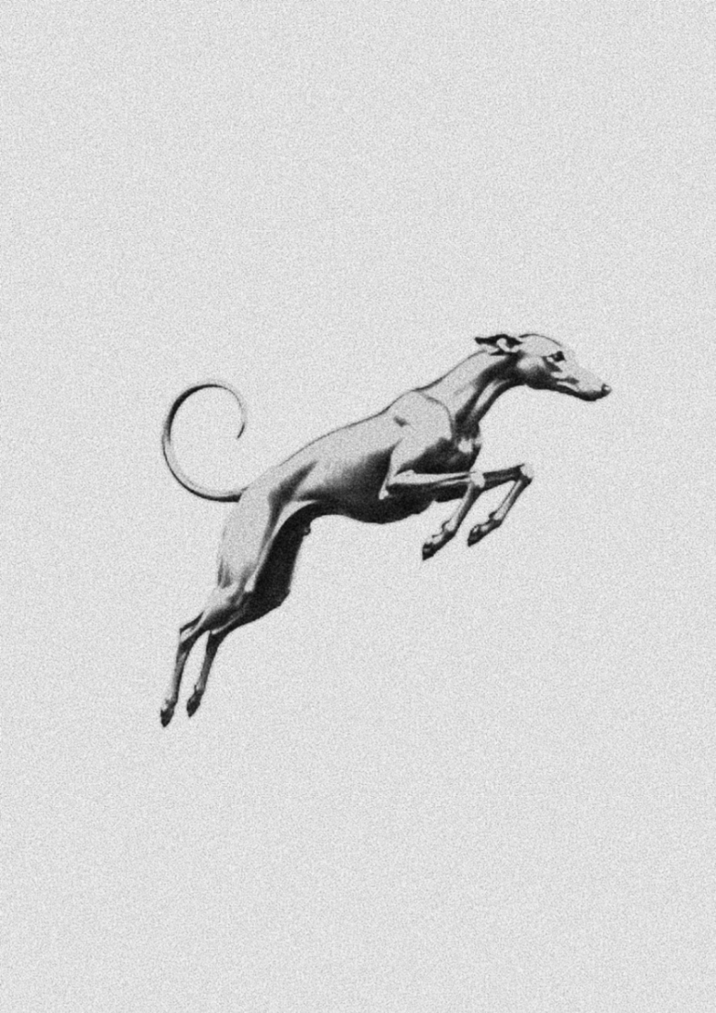 Galgo - Imagen 1