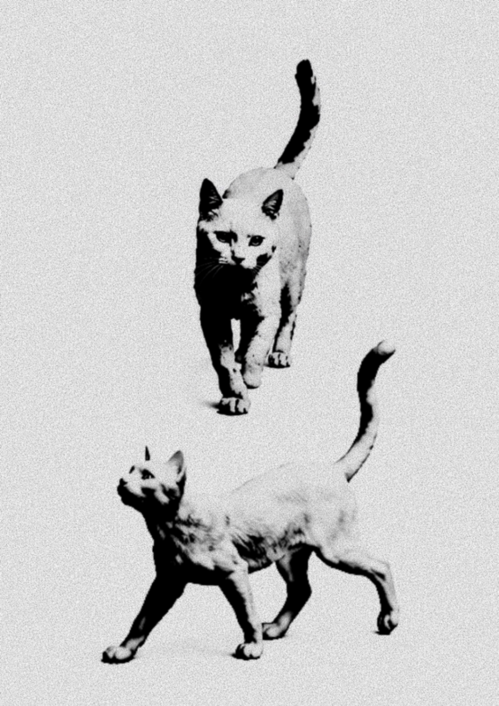 Gatos - Imagen 1