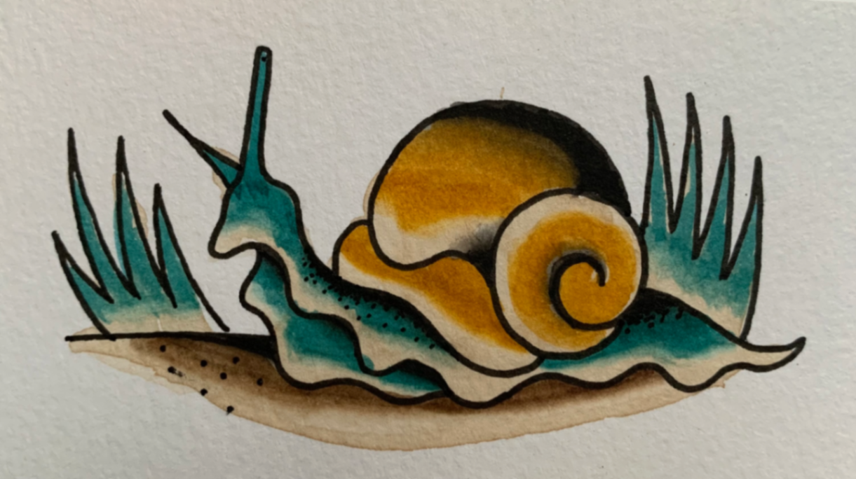 Caracol - Imagen 1