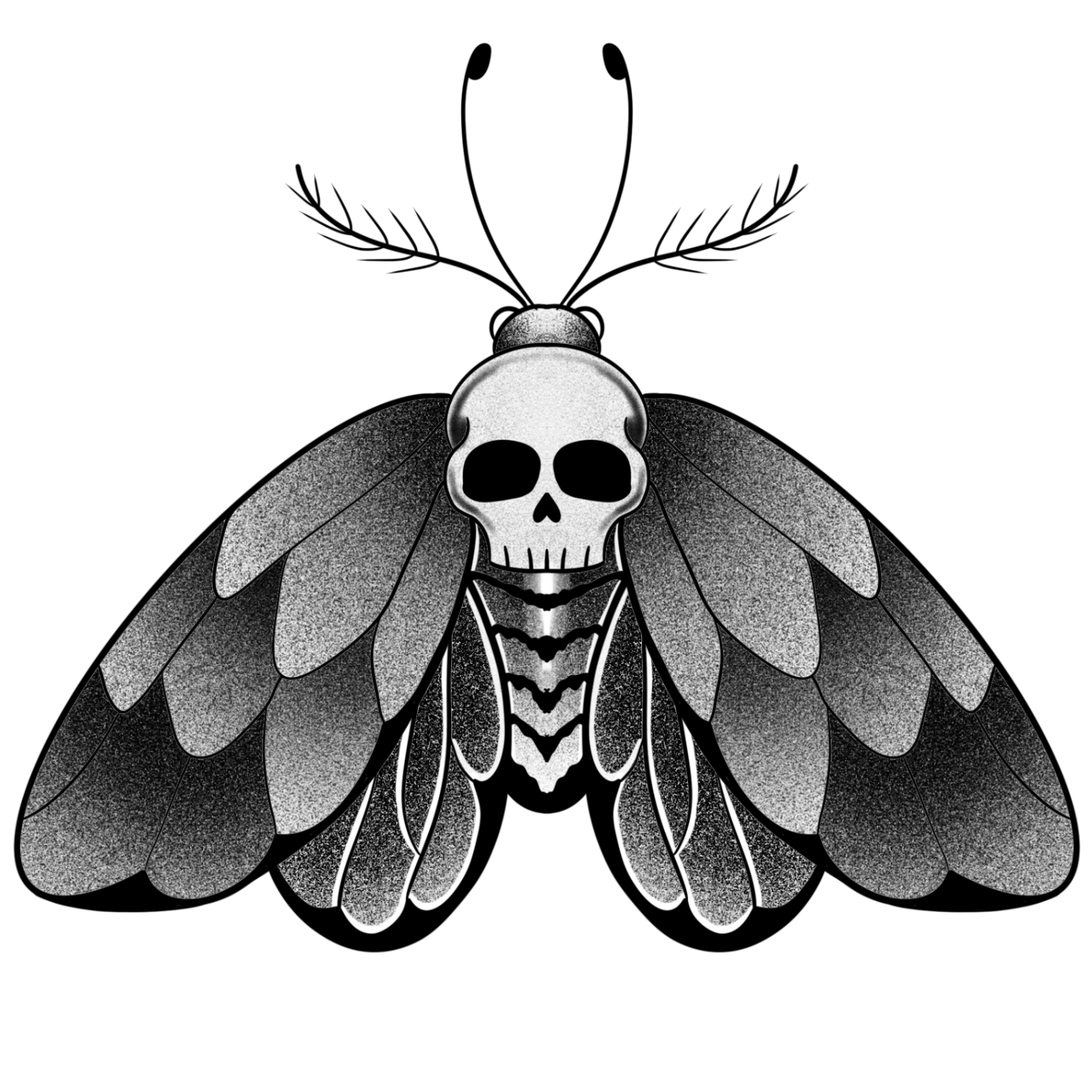 Polilla calavera - Imagen 1