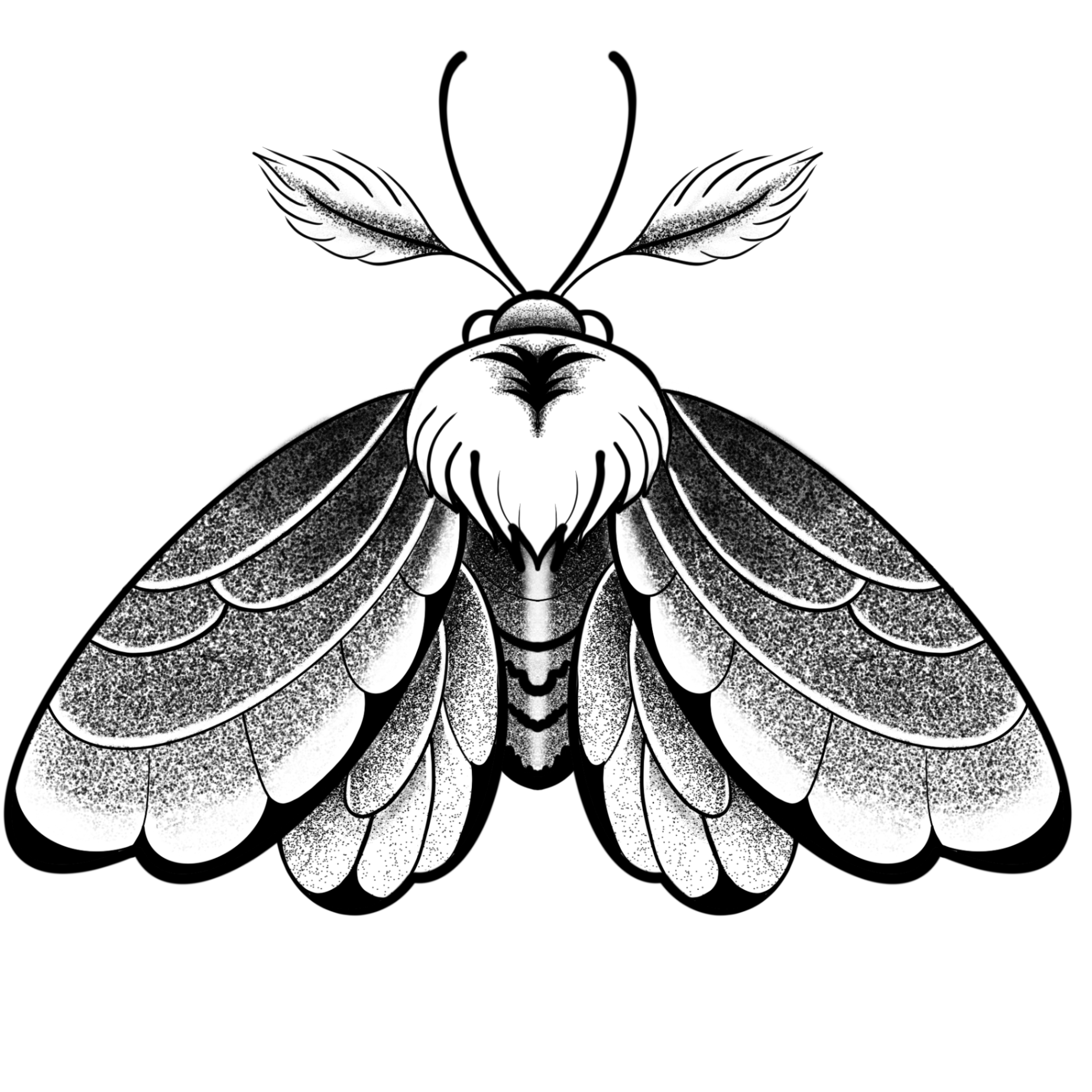 Polilla peluda - Imagen 1