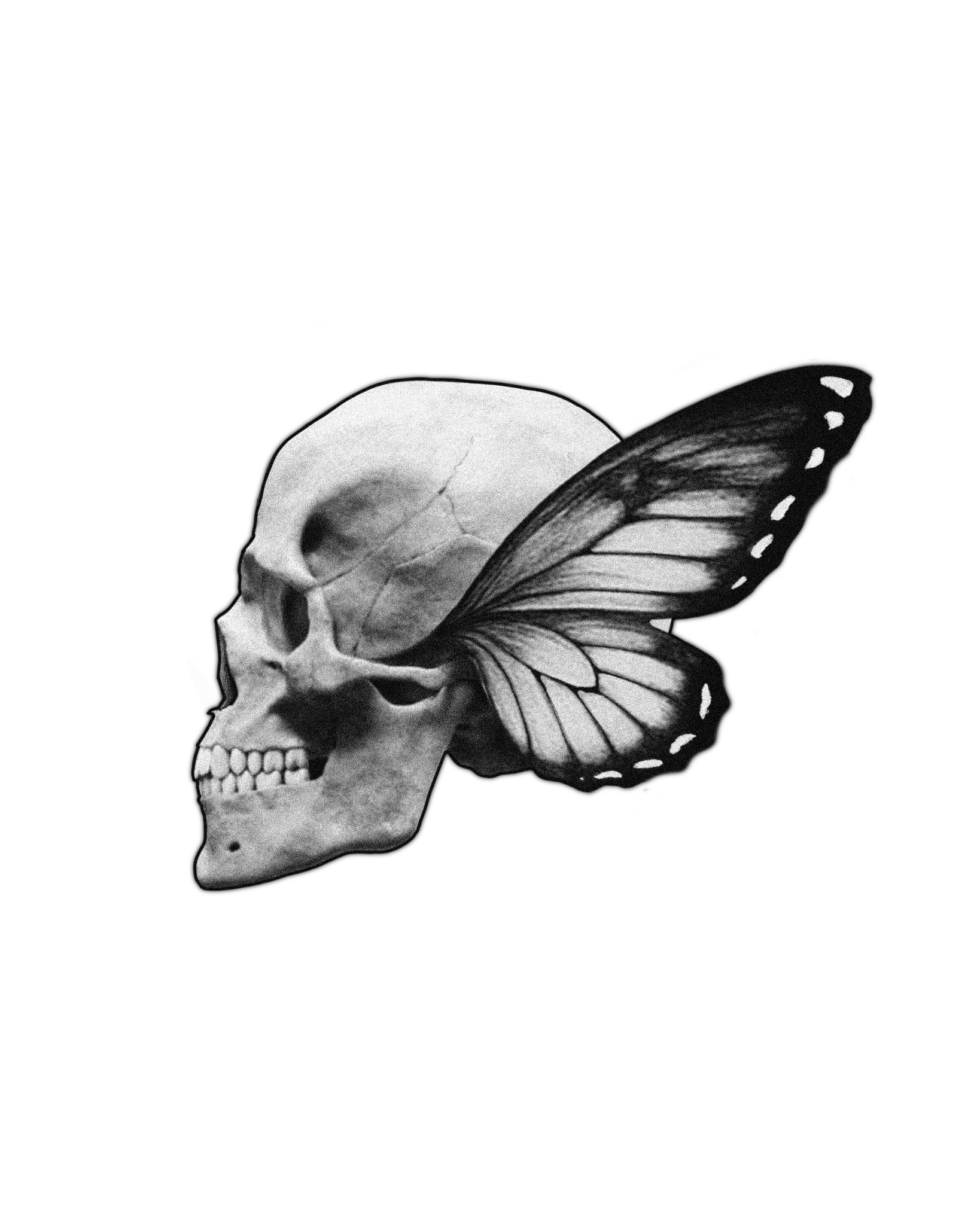 Cráneo mariposa