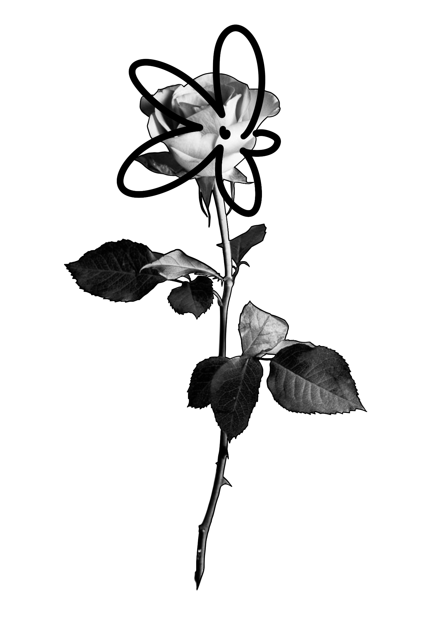 Rosa rayada